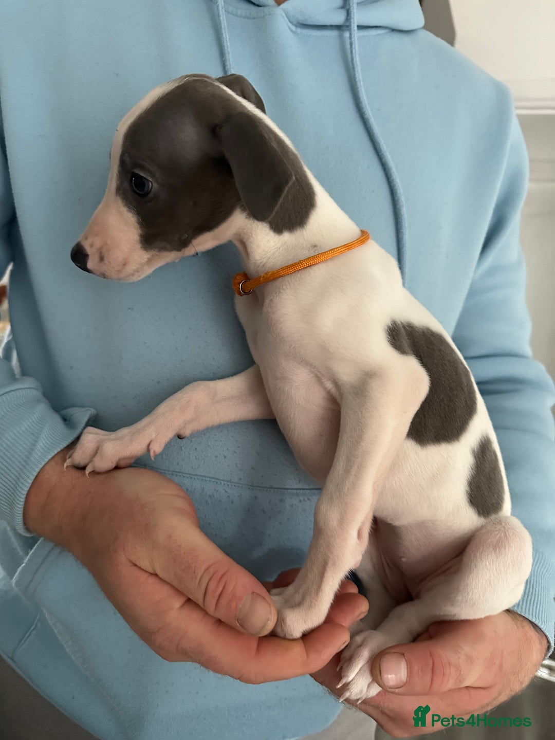Whippet dogs for sale: whippet puppies - Advert 4