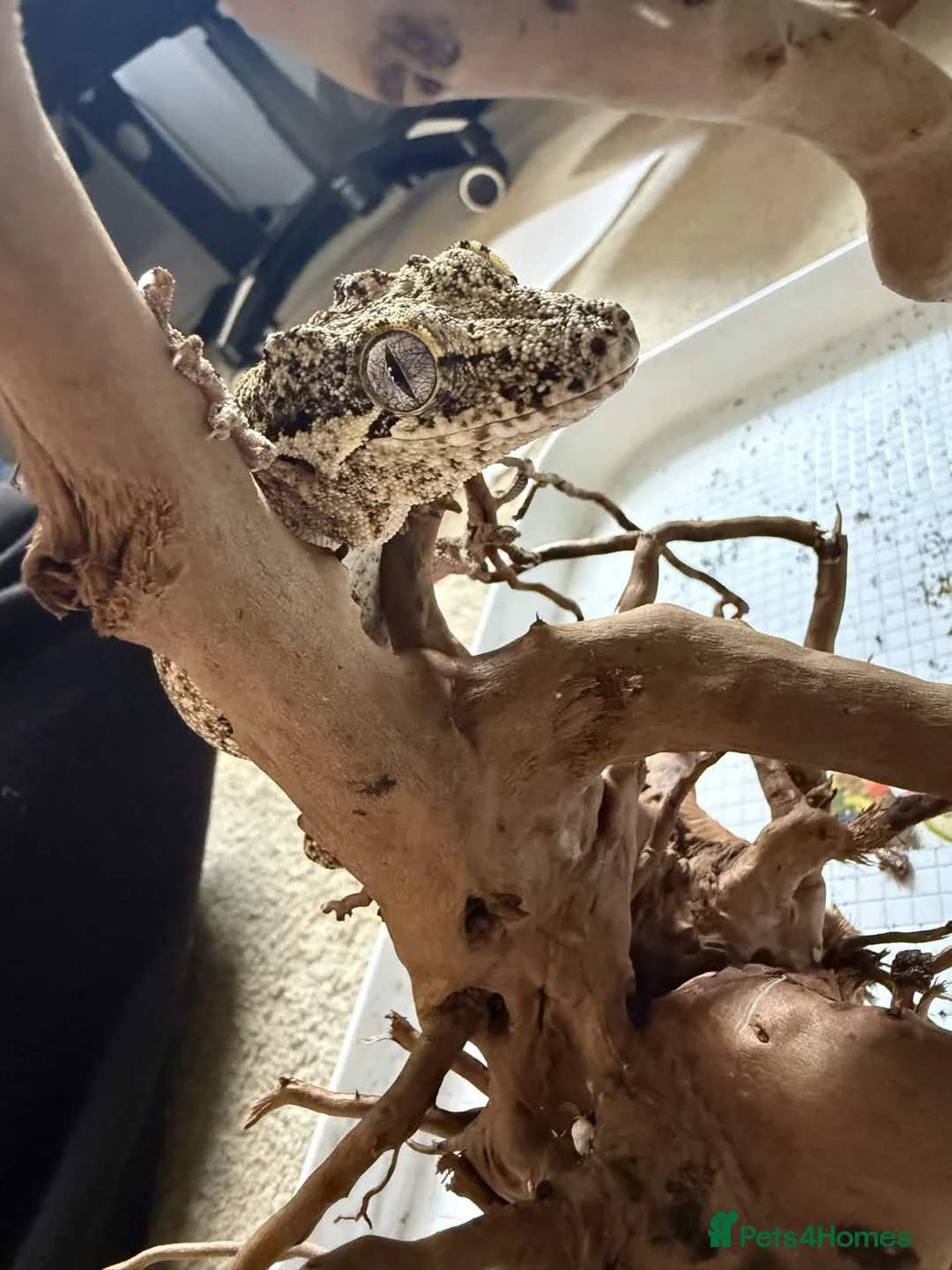 Gecko reptiles for sale: Gargoyle Gecko Female 6 Years old in Stockport - Advert 4