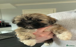 Lhasa Apso dogs for sale: Lhasa Apso Puppie’s ready 2-08-25 - Image 1