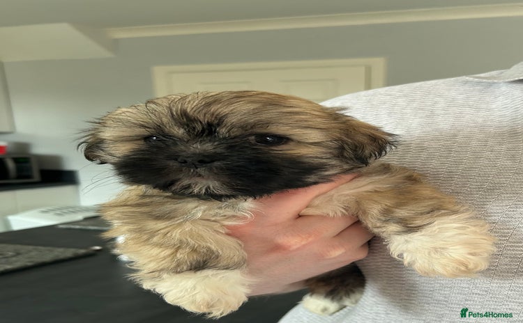 Lhasa Apso dogs - Advert 3
