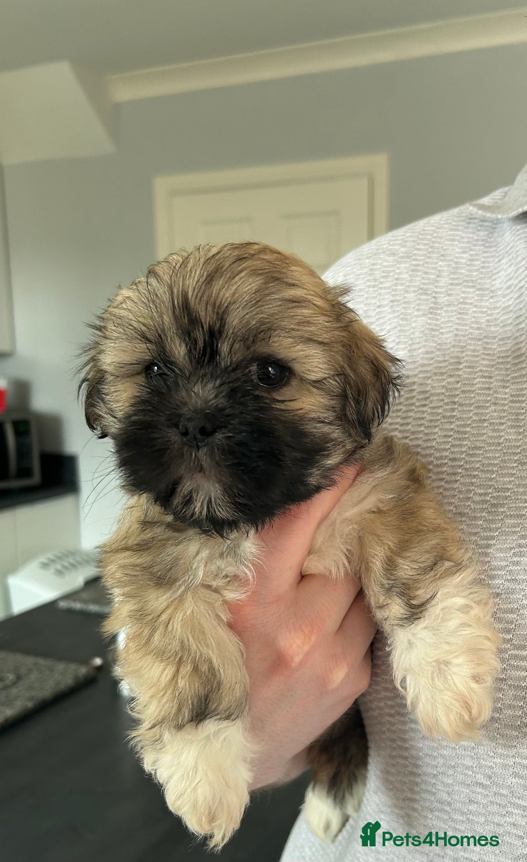 Lhasa Apso dogs for sale: Lhasa Apso Puppie’s ready 2-08-25 - Image 1
