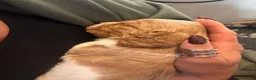 Cocker Spaniel dogs for sale: Beautiful Working Cocker Spaniel Puppies 🐾 - Advert 17