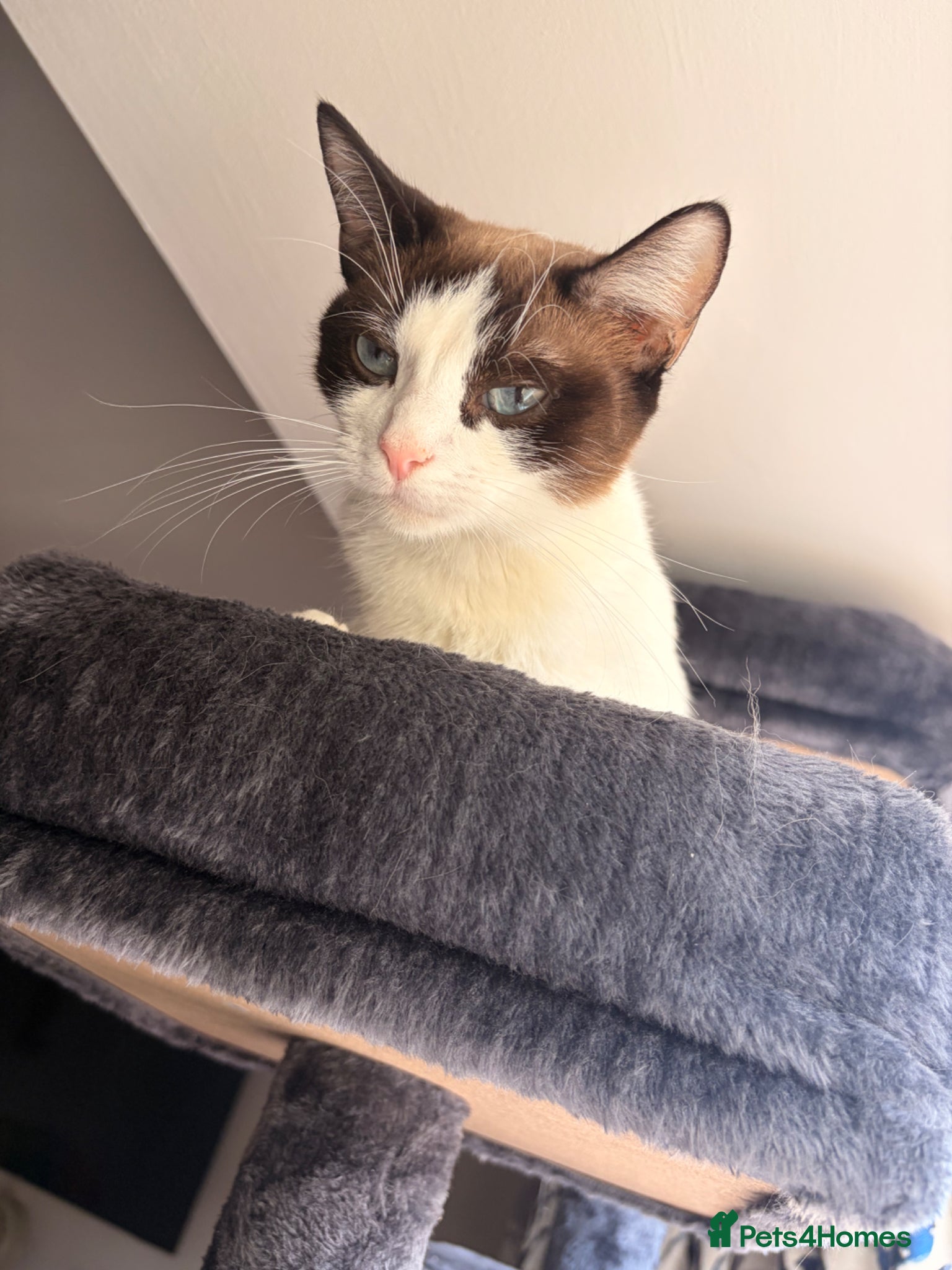 Mixed Breed cats for sale: Beautiful Russian Blue Cross/Snowshoe-Type Kittens - Advert 3