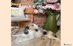 Mixed Breed dogs for sale: ☀️PERFECT POOGLES (beagleXminiature poodle)☀️ in Rhayader - Image 17