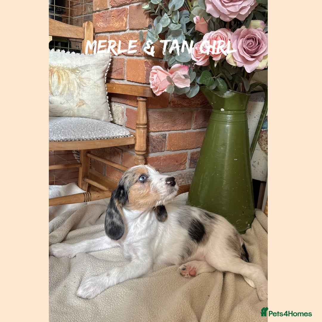 Mixed Breed dogs for sale: ☀️PERFECT POOGLES (beagleXminiature poodle)☀️ in Rhayader - Image 17