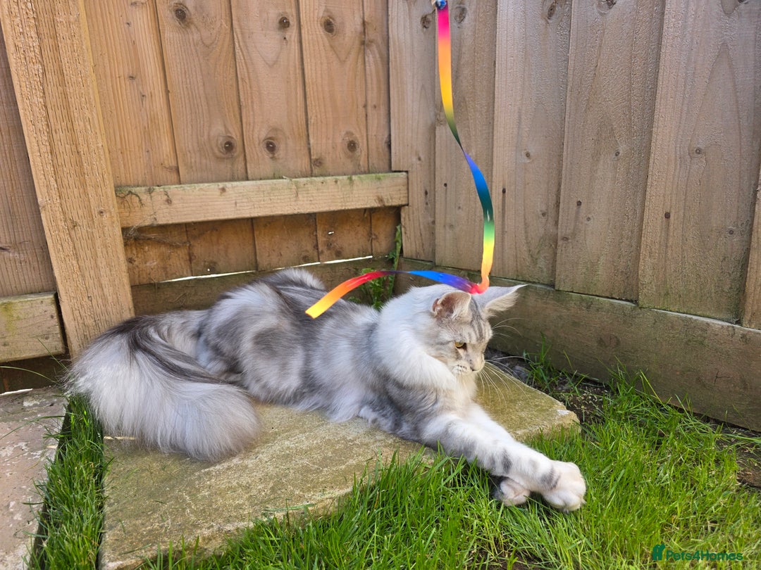 Maine Coon cats for sale: Affectionate & Handsome Purebred Maine Coon Boy  - Image 8