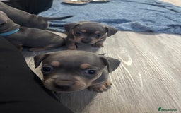 Mixed Breed dogs for sale: French- wieners ❤️ - Image 9