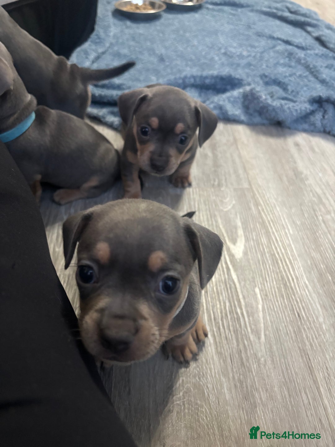 Mixed Breed dogs for sale: French- wieners ❤️ - Image 9