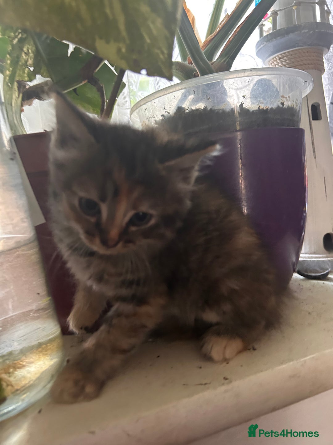 Perdoll cats for sale: Ragdoll cross kitten (all available)😻 - Image 5