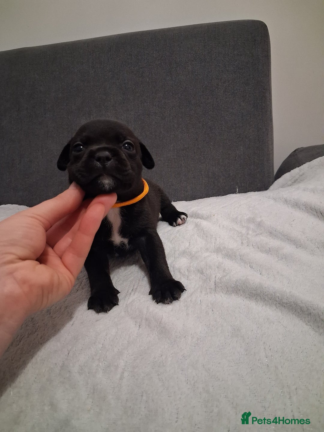 Staffordshire Bull Terrier dogs for sale: Show quality Staffordshire Bull Terrier - Advert 15