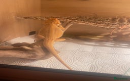 Bearded Dragon reptiles for sale: Boy Bearded Dragon  - Advert 4