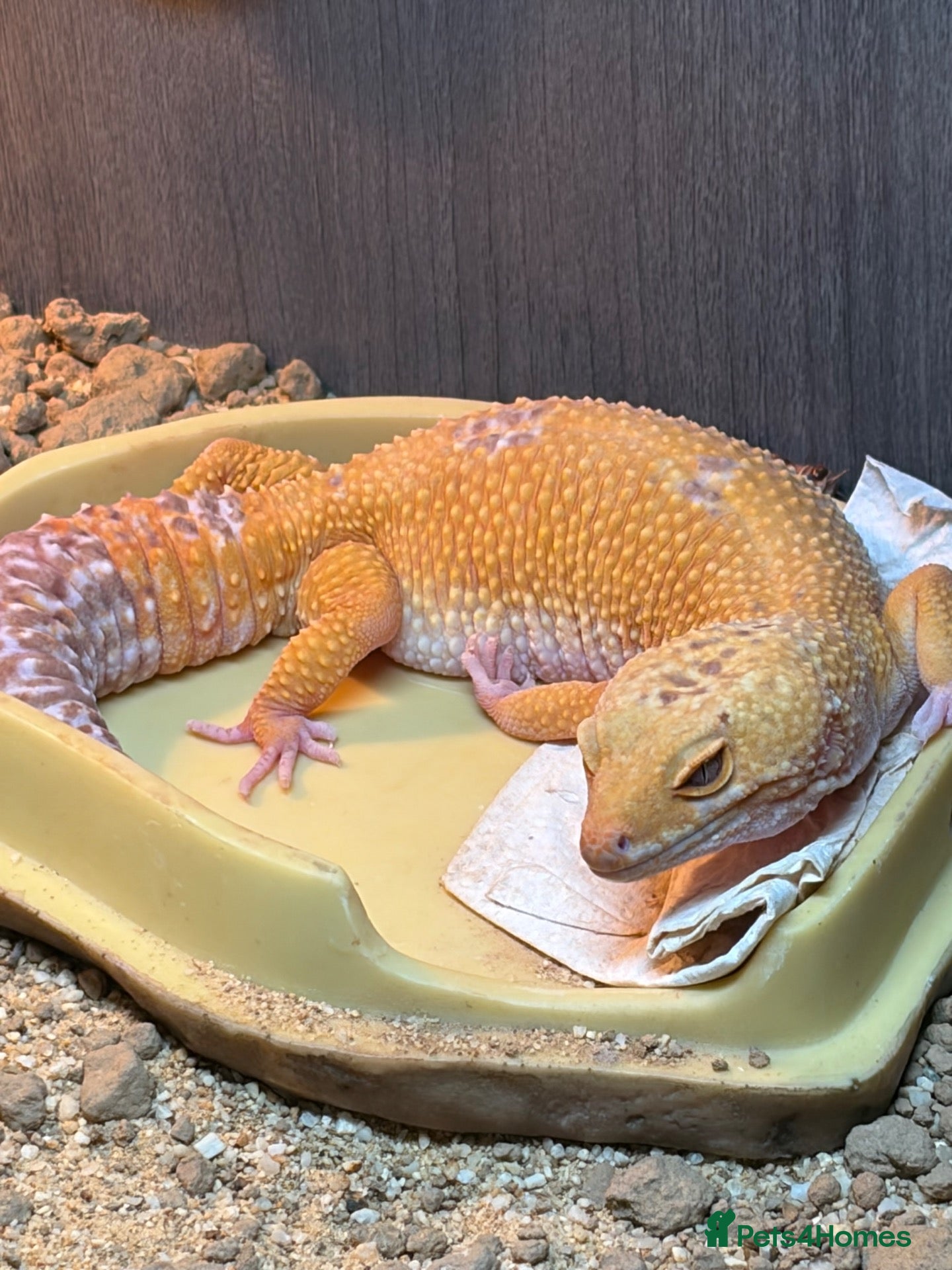 Leopard Gecko reptiles Leopard gecko and set up  - Advert 2