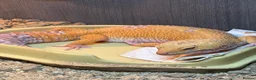Leopard Gecko reptiles for sale: Leopard gecko and set up  - Advert 2