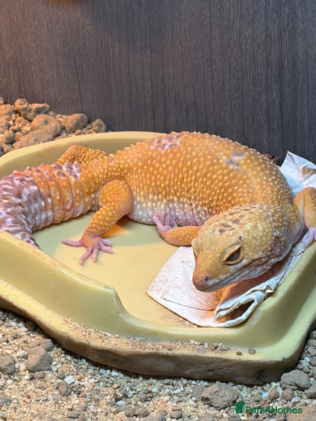 Leopard Gecko reptiles for sale: Leopard gecko and set up  - Advert 2