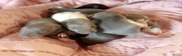 Rat rodents for sale: Beautiful siamese baby rats - Advert 14