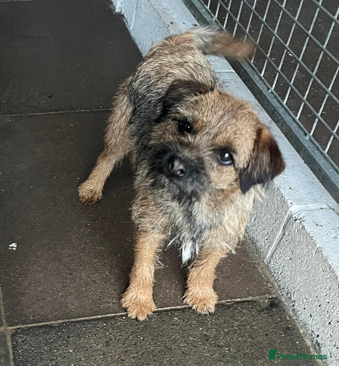 Border Terrier dogs for sale: Border terrier bitch kc reg - Image 6