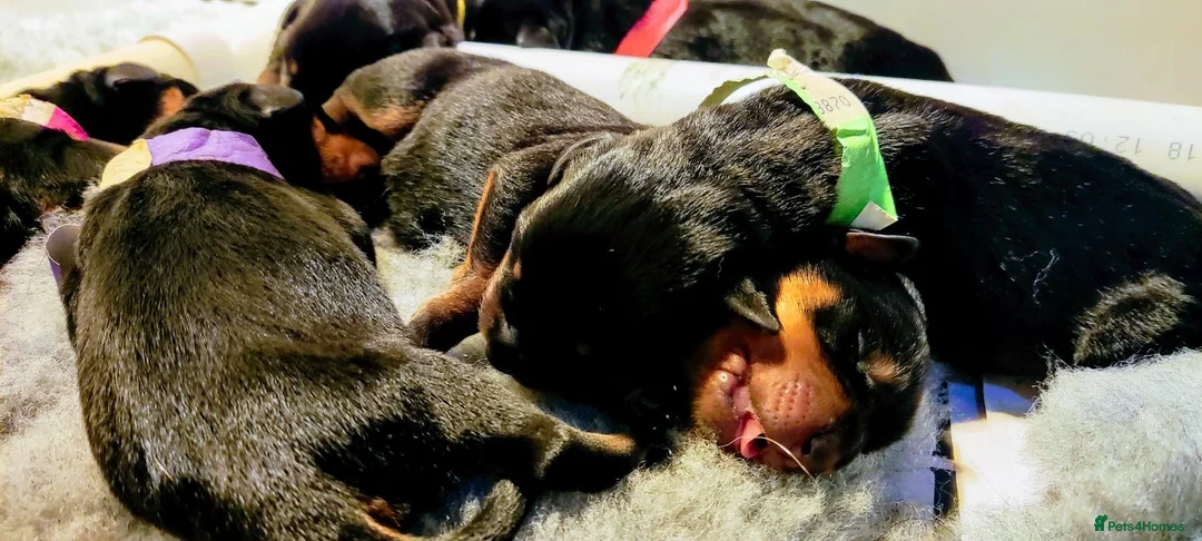 Rottweiler dogs for stud: Bruno the Rottweiler Stud Services in Wrexham - Advert 21