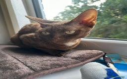Devon Rex cats for sale: Wonderful Amy is looking for a home - Image 3
