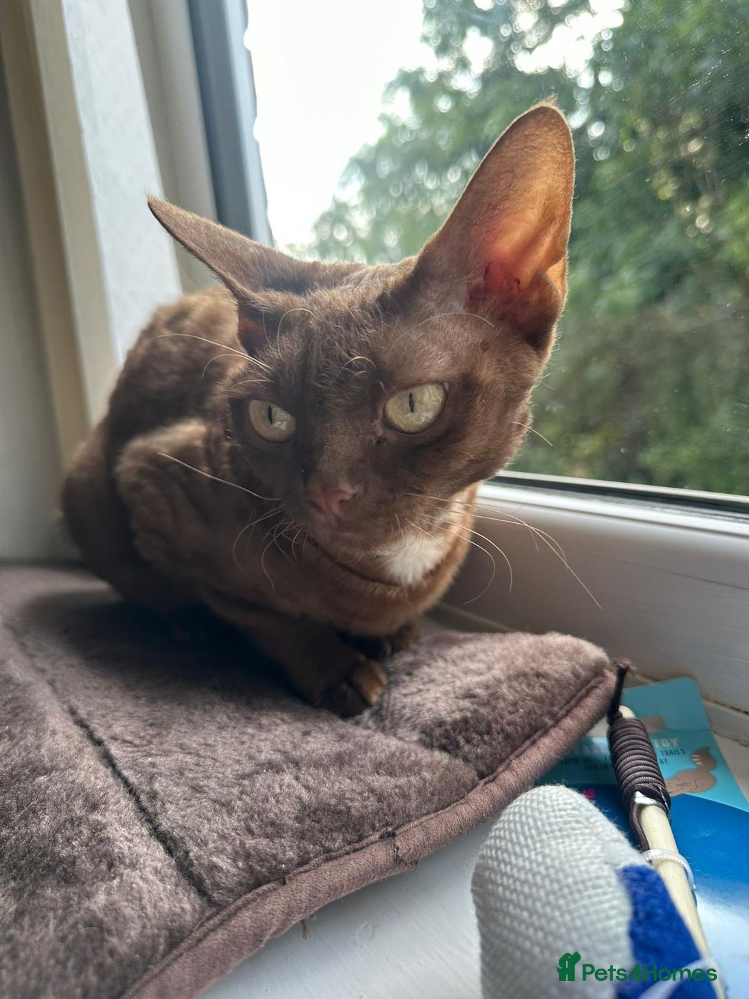 Devon Rex cats for sale: Wonderful Amy is looking for a home - Image 3