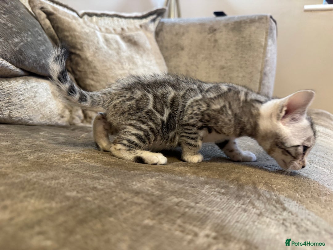 Bengal cats for sale: Exceptional TICA Registered Bengals- Champion Line - Advert 22