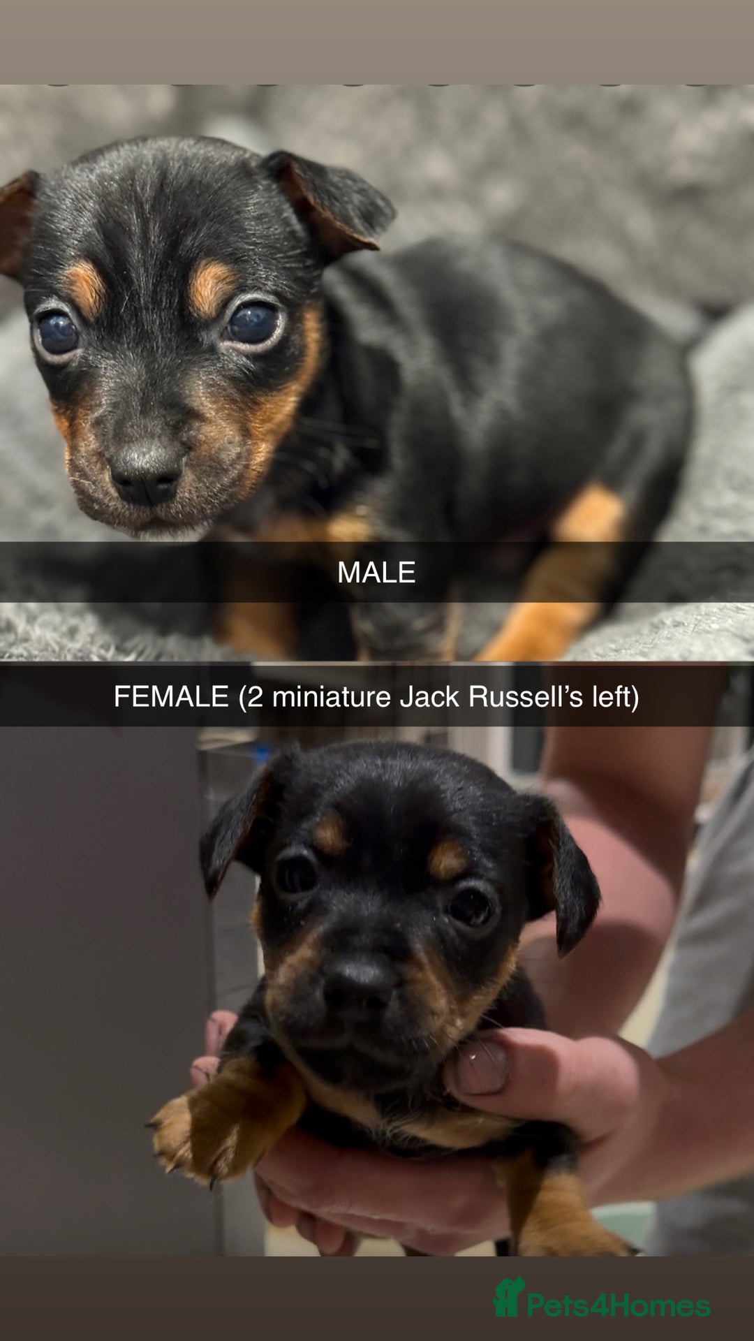 Jack Russell dogs for sale: Miniature Jack Russells - Image 3