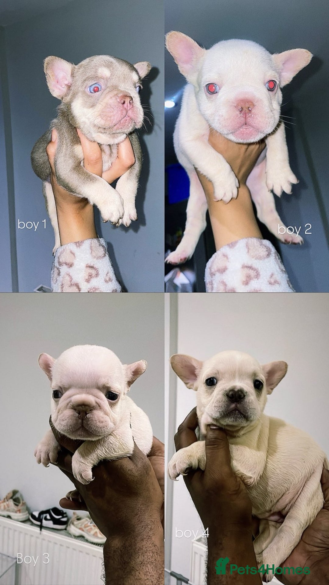 French Bulldog dogs for sale: New shade french bulldogs - Advert 14