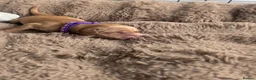 Golden Retriever dogs for sale: Golden retriever puppies for sale - Advert 6