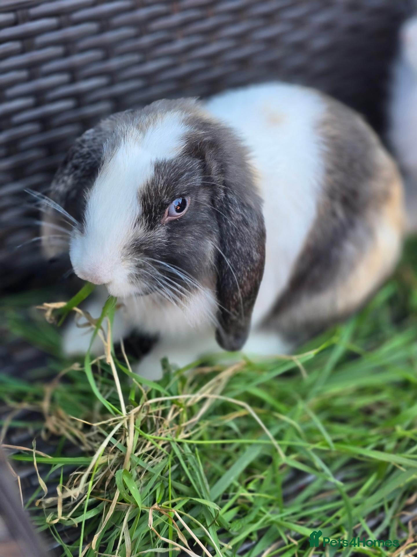 Mini Lop rabbits Rabbit - Advert 1