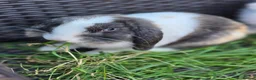 Mini Lop rabbits for sale: Rabbit in Great Yarmouth - Advert 1