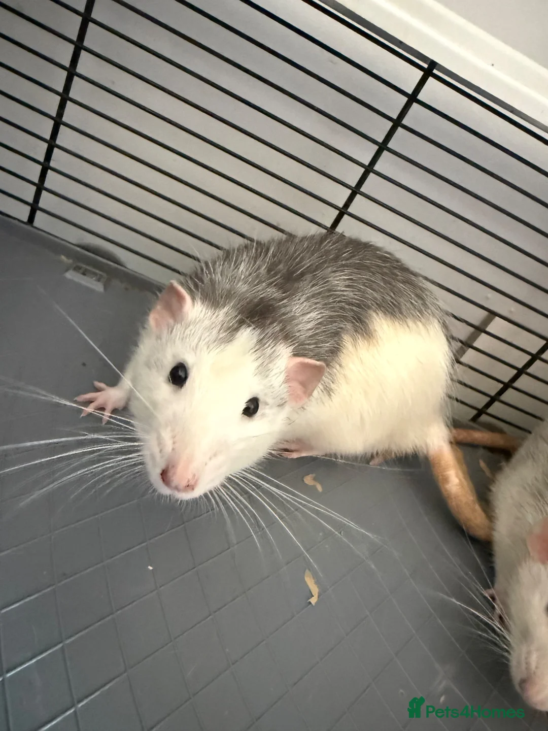 Rat rodents for sale: 2 boy rats in need of new home in Dudley - Advert 2