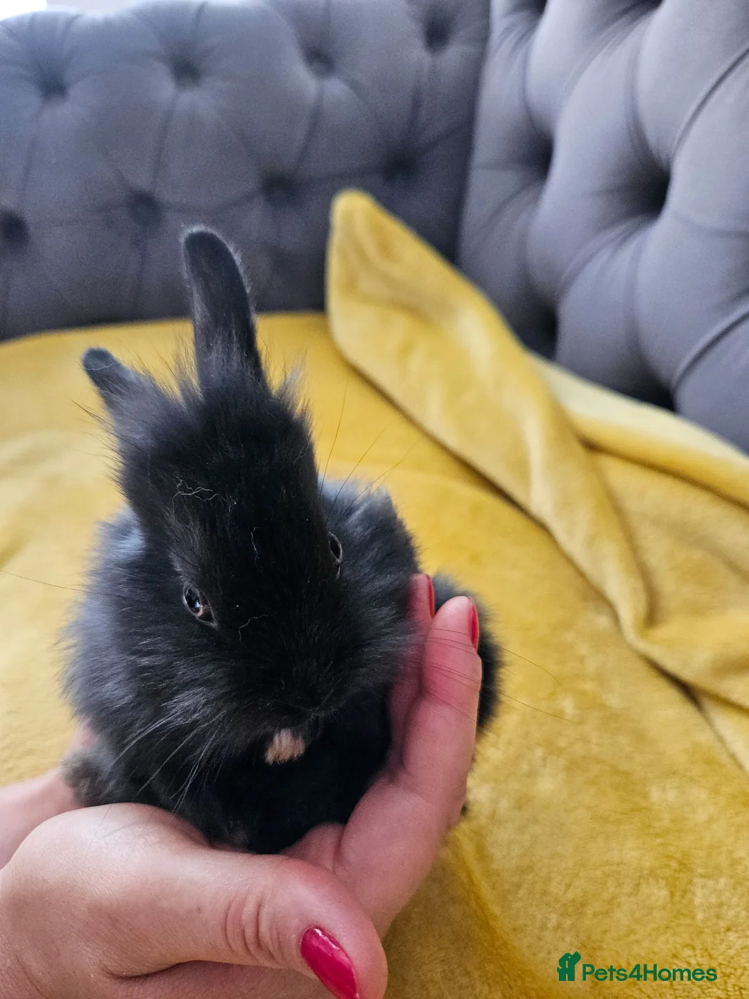 Mixed Breed rabbits for sale: Baby bunny's  - Advert 16