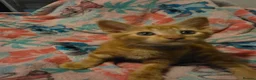 Mixed Breed cats for sale: 7 beautiful kittens - Advert 22