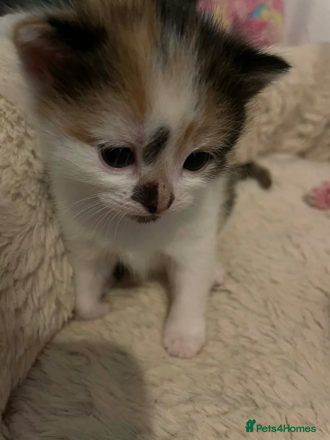 Mixed Breed cats for sale: Kittens for sale  in Dundee - Advert 11