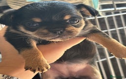 Mixed Breed dogs for sale: 6 beautiful puppies for sale, 3 female and 3 male - Image 14