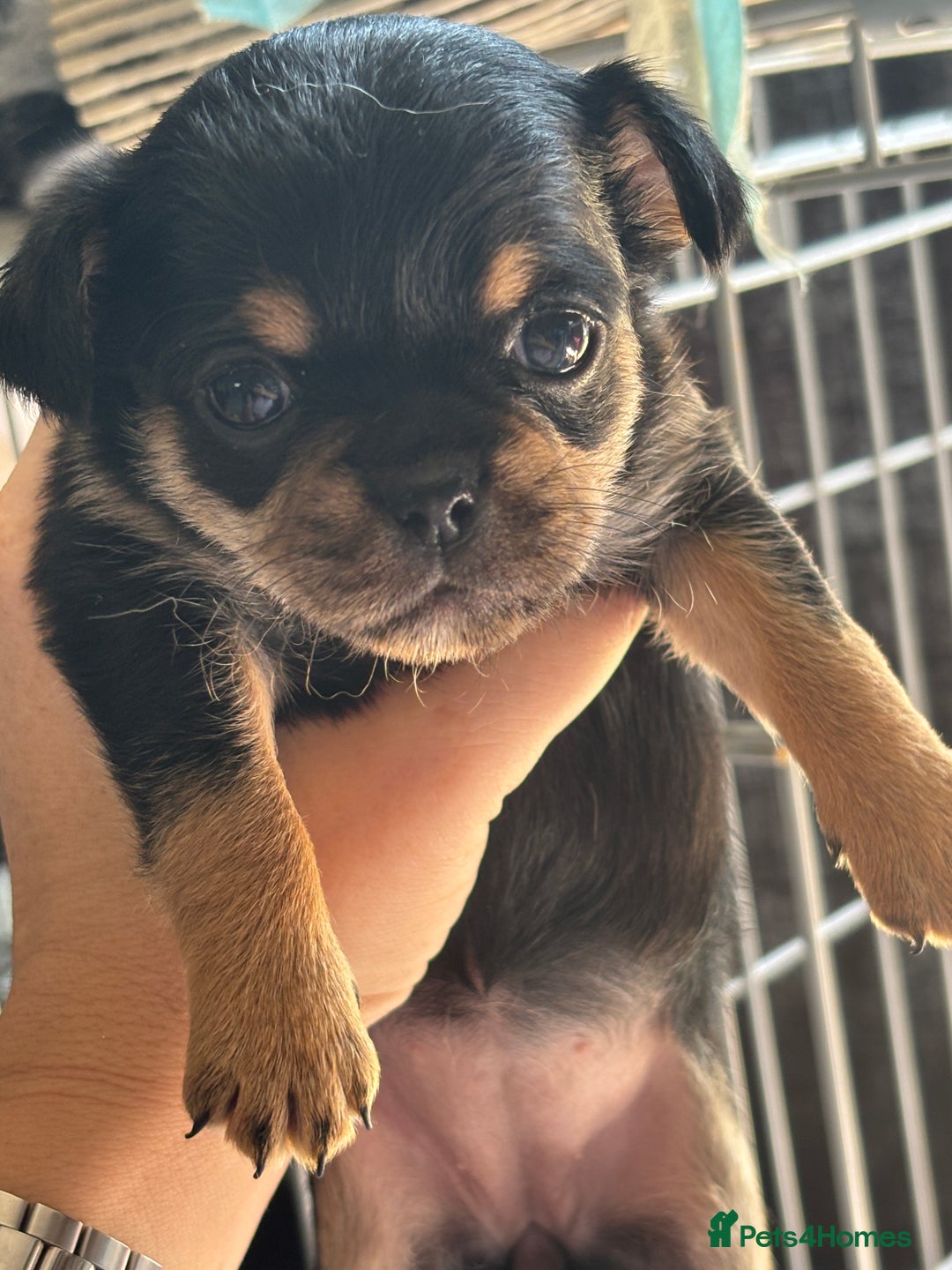 Mixed Breed dogs for sale: 6 beautiful puppies for sale, 3 female and 3 male - Image 14