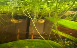 Mollies fish for sale: Guppies & Mollies - Advert 6