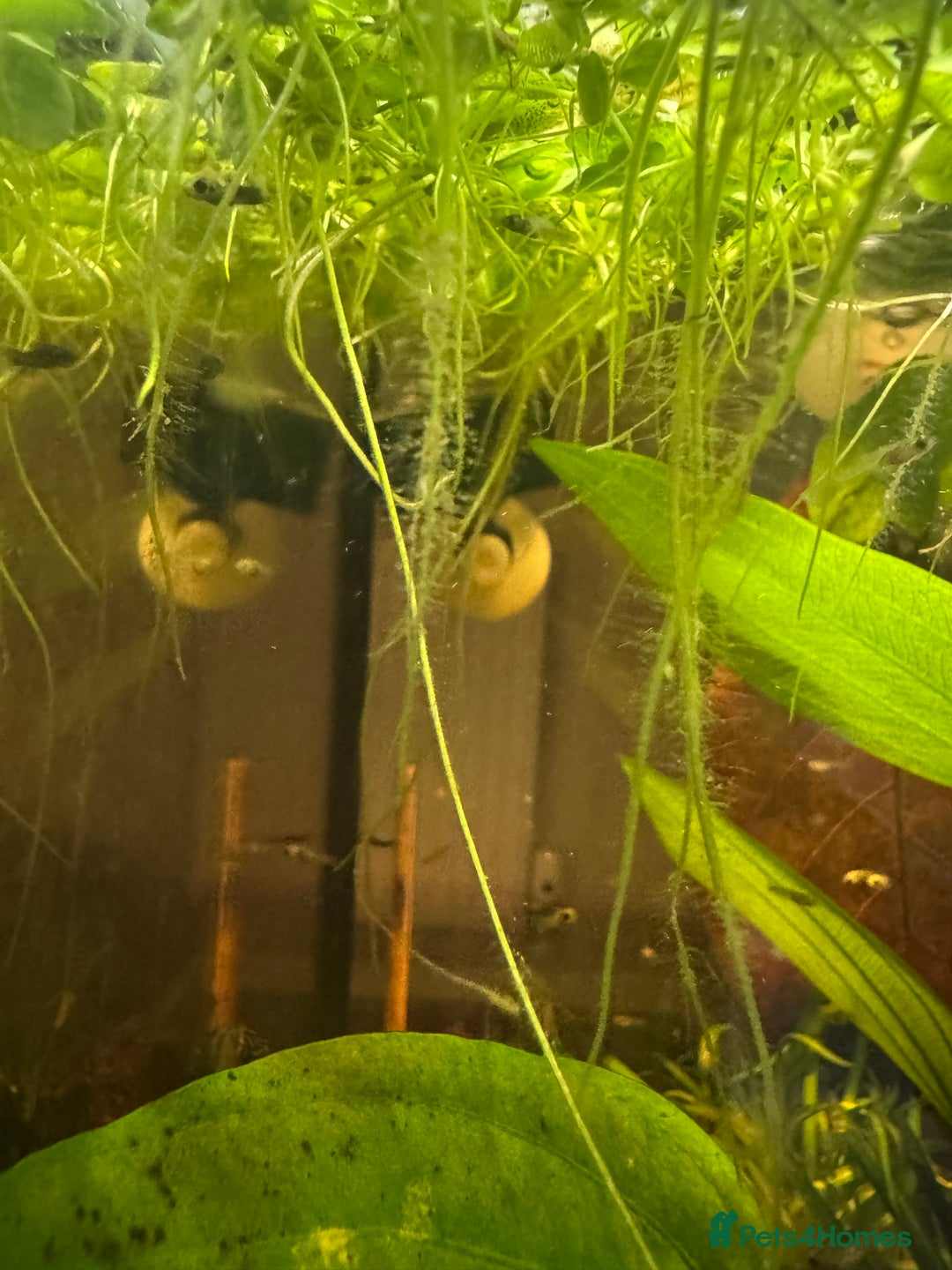 Mollies fish for sale: Guppies & Mollies - Advert 6