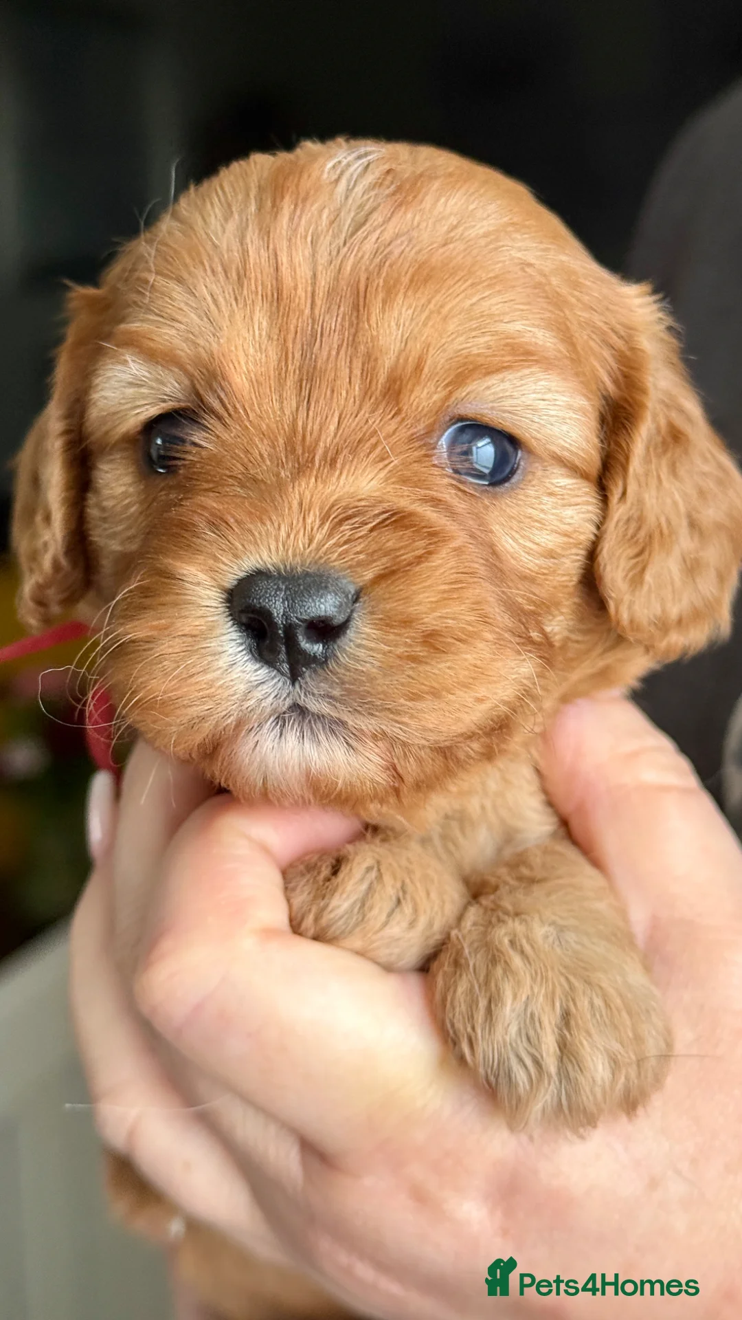 Cavapoo dogs for sale: F1 cavapoos stunning puppies - Advert 2