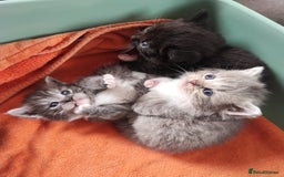 Munchkin cats for sale: Munchkin x Devon rex  - Image 1