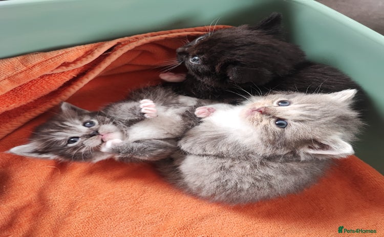 Munchkin cats - Advert 1