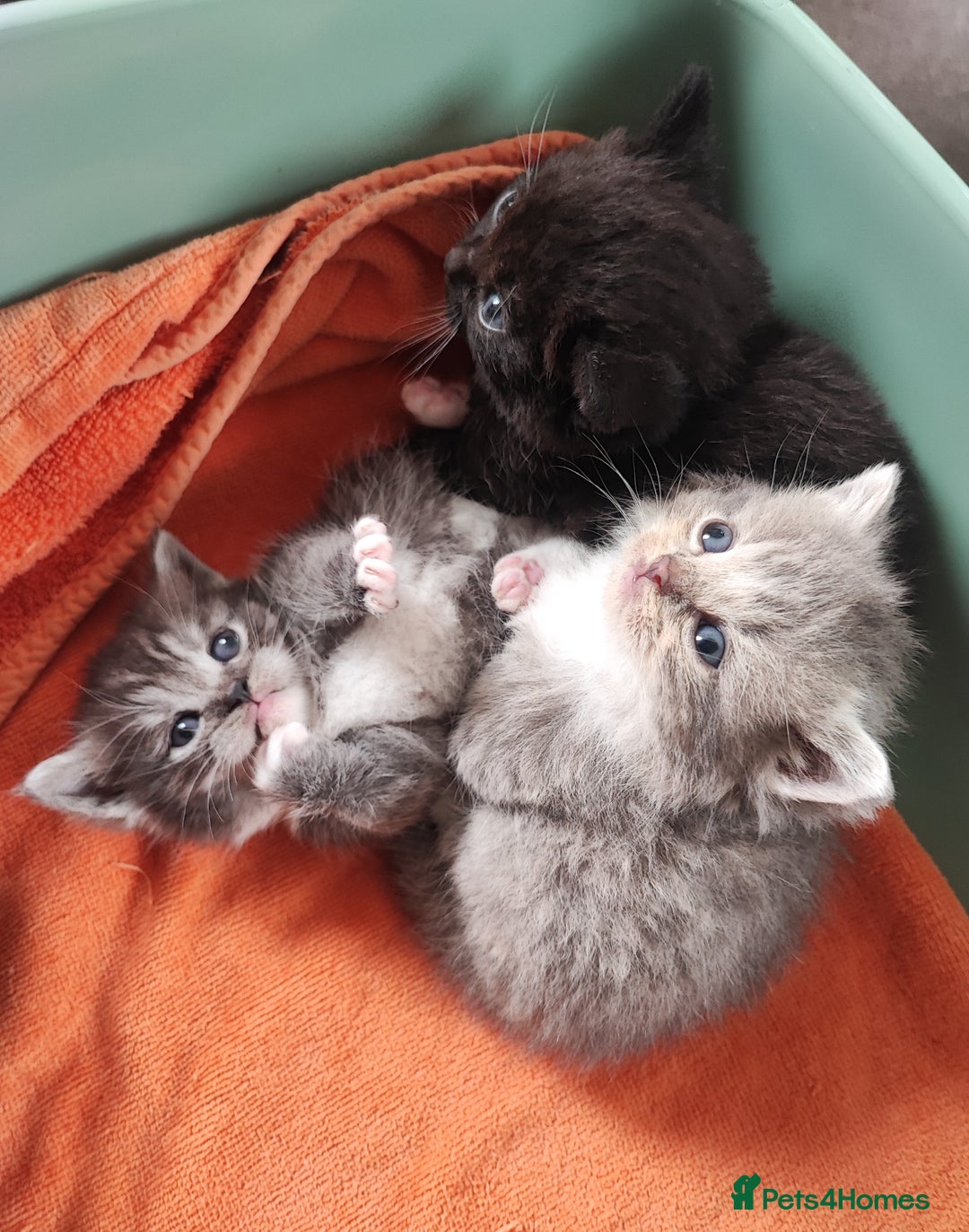Munchkin cats for sale: Munchkin x Devon rex  - Image 1
