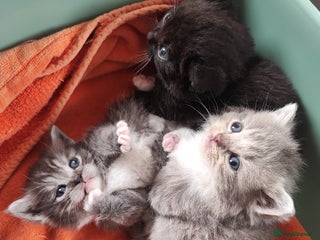 Munchkin cats - Advert 1