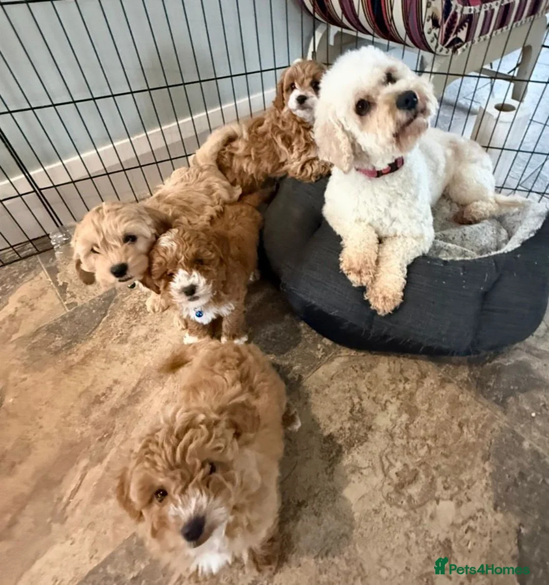 Cavapoo dogs for sale: Toy Cavapoo Puppies F1b (hypoallergenic) - Advert 8