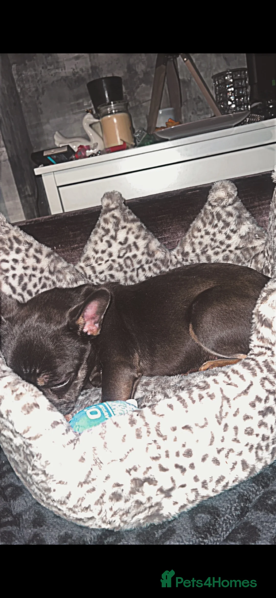 French Bulldog dogs for sale: Stormie in Leeds - Advert 5