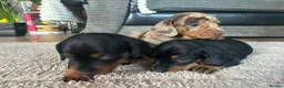 Miniature Dachshund dogs for sale: Miniature Dachshunds  - Advert 9