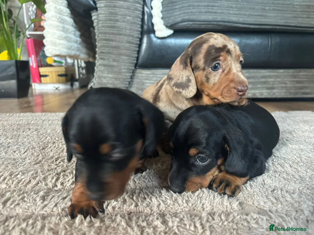 Miniature Dachshund dogs for sale: Miniature Dachshunds  - Advert 9