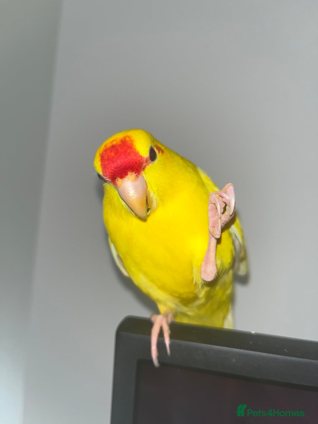 Parakeets birds for sale: Yellow and red male Kakariki  - Image 4