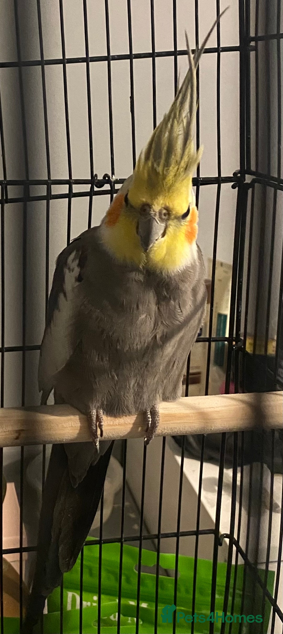 Cockatiels birds for sale: young male cockatiel untaimed (CAGE INCLUDED)  - Advert 1