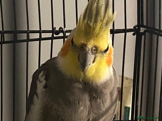 Cockatiels birds young male cockatiel untaimed (CAGE INCLUDED) - Advert 1