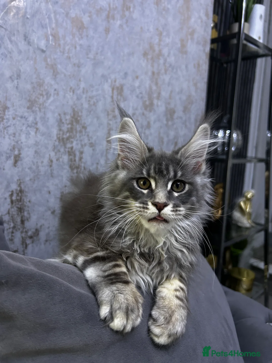 Maine Coon cats for sale: Maine Coon girl ready to go now. - Advert 8